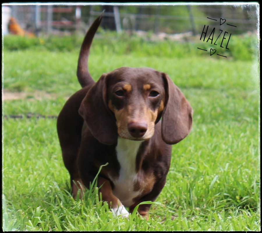 Mangham's Dachshunds Available Puppies 2