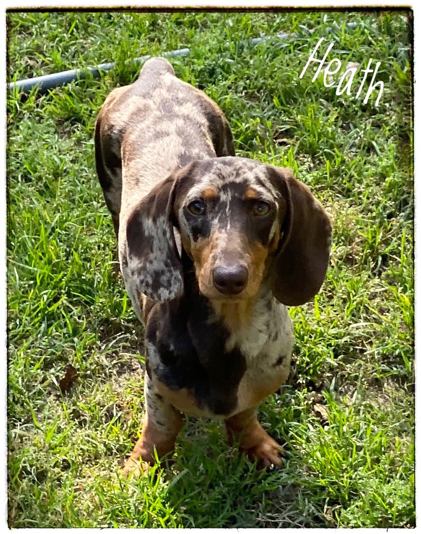 Mangham's Dachshunds Available Puppies 2